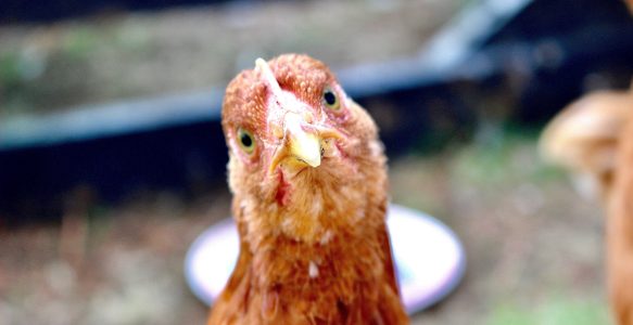 We Are Not Chickens