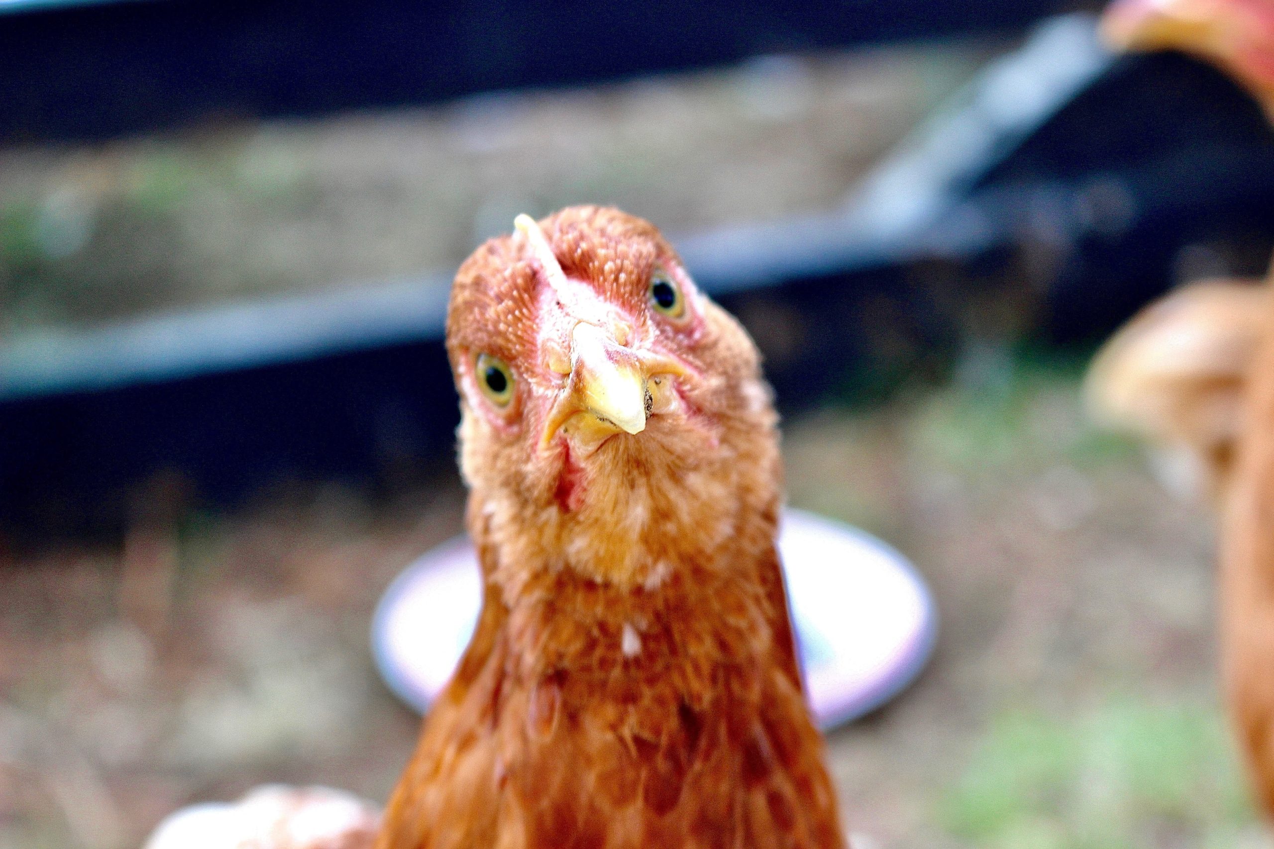 We Are Not Chickens