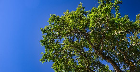Growing Oaks