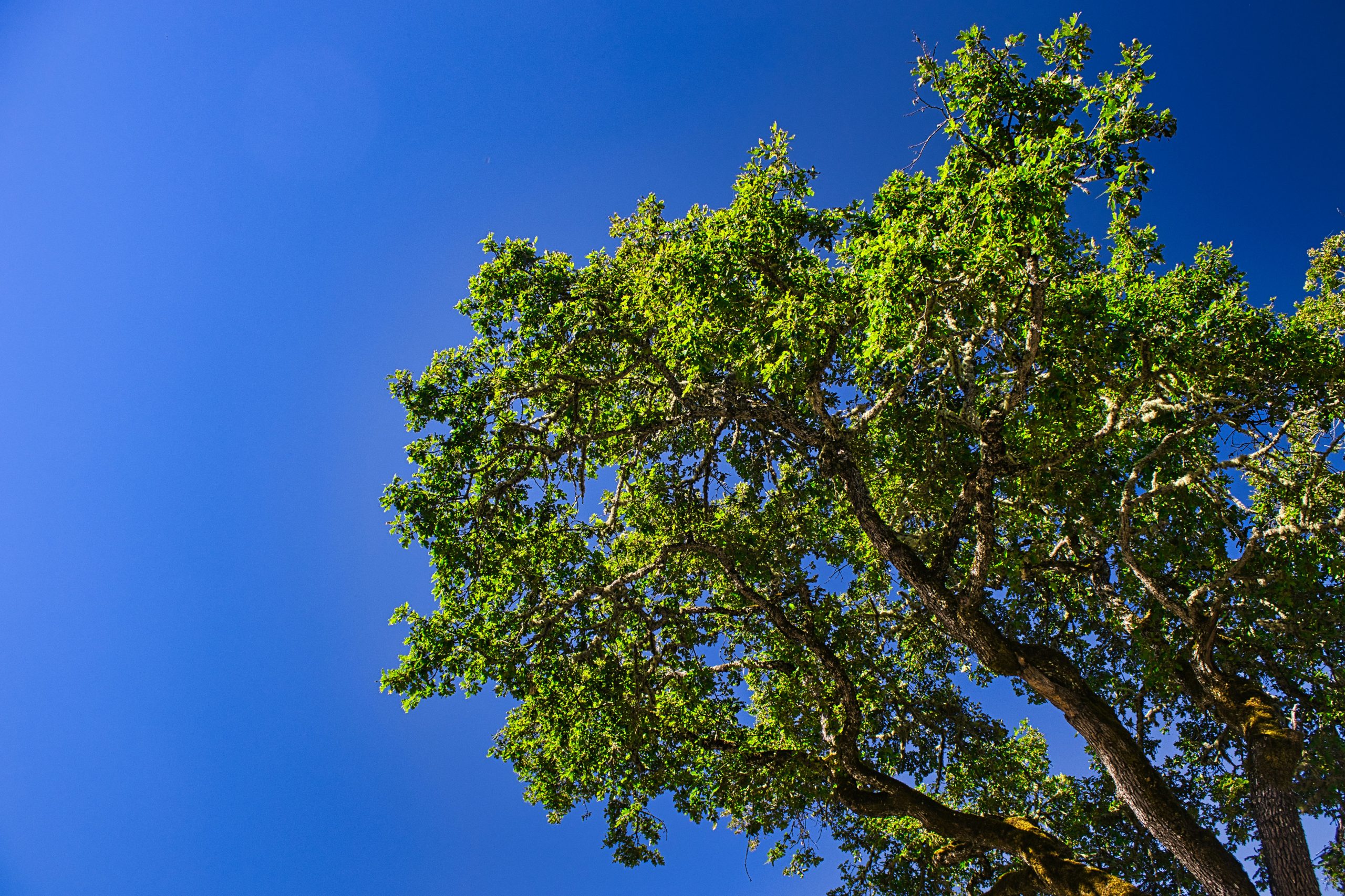 Growing Oaks