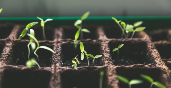 Some Growth is Still Growth