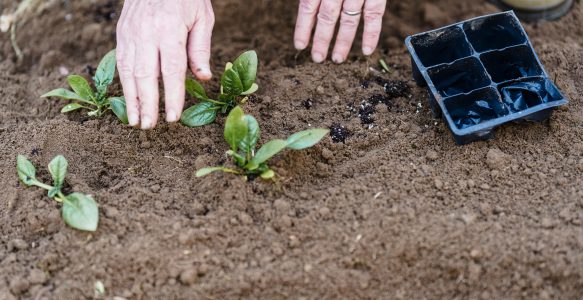 Grow in the Soil of Humility