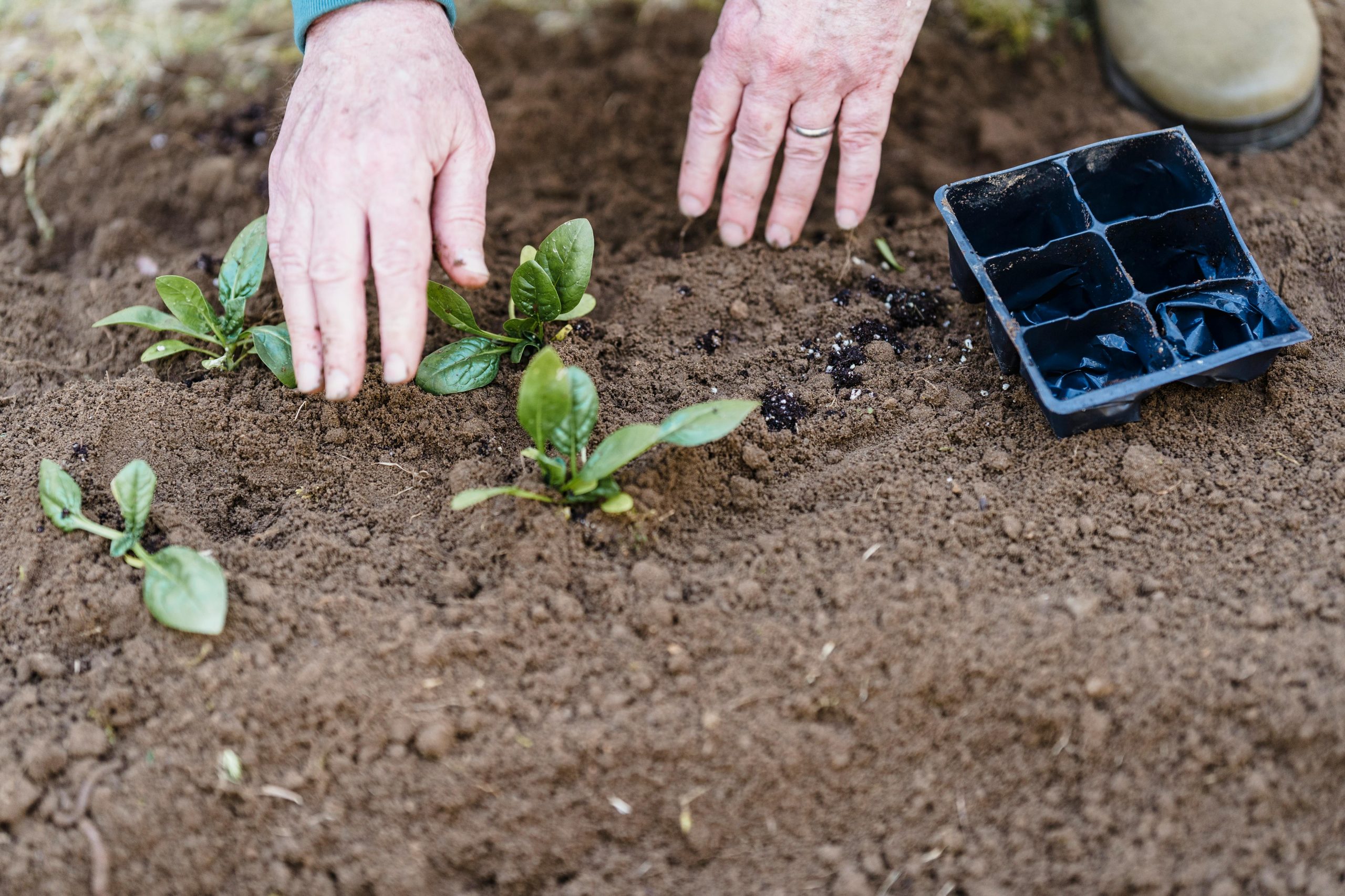 Grow in the Soil of Humility