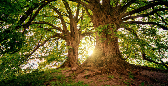 Trees Deeply Rooted