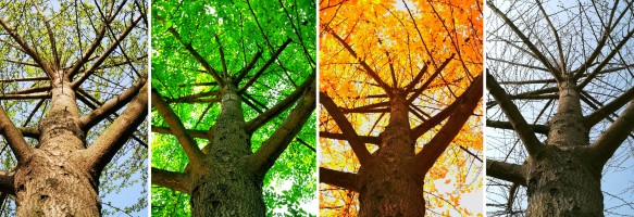 A Life of All Seasons